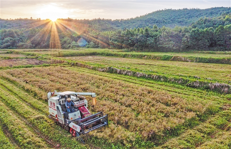 市九派城鄉(xiāng)集團下屬九派農(nóng)墾公司2024年油菜籽銷售項目詢價公告